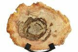 Petrified Wood (Tropical Hardwood) Round with Stand - Indonesia #266089-1